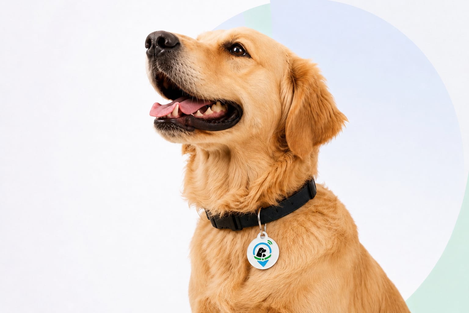 Animale con collar TrovaMyPet